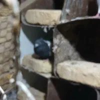 کبوتر|پرنده|ارسنجان, |دیوار