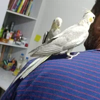 عروس هلندی|پرنده|اهواز, پردیس|دیوار