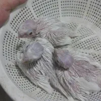 عروس هلندی