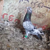 کبوتر طوقی و سار ۸۰۰۰۰۰۰تومان|پرنده|گنبد کاووس, |دیوار