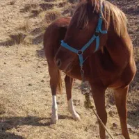 دو اسب  با خط و خونی بالا و شجره دار  فروشی|اسب و تجهیزات اسب‌سواری|نظرآباد, نظرآباد|دیوار