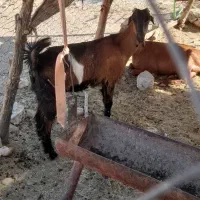 شهرسان کهگیلویه لنده