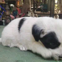 واگذاری سگ نژادپاکوتاه