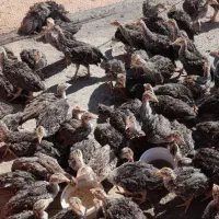 جوجه بوقلمون عددی ۴۷۰هزار