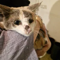 واگذاری گربه|گربه|لاهیجان, قیام|دیوار