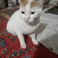 گربه خونگی واگذار میشود