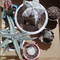 پک کاکتوس های کلکسیونی|گل و گیاه طبیعی|خسروشاه, |دیوار