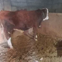 گاو،گوساله نر