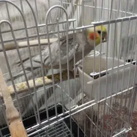 پرنده فروشی و خرید