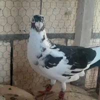 کفتر. پرشی