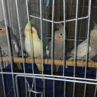 عروس هلندی مادر با 3بچه
