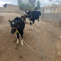 گوساله|حیوانات مزرعه|مراوه, |دیوار