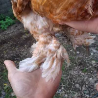 مرغ و خروس کوشین|حیوانات مزرعه|رشت, پاستوریزه|دیوار