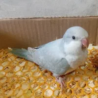 جوجه راهب بلو آیس نر و ماده چشم فالو نرمه خور