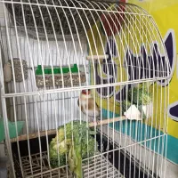 سهره زیبا|پرنده|قم, نیروگاه|دیوار