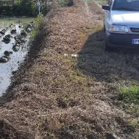 شالیزار سنتی چسبیده به مسکونی|فروش زمین و ملک کلنگی|احمدسرگوراب, |دیوار