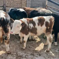 گوسالهسمینتال|حیوانات مزرعه|بشاریات, |دیوار