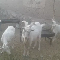 فروش چبش سانن|حیوانات مزرعه|قهستان, |دیوار