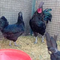 مرغ خروس ایام سمانی
