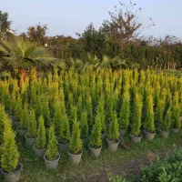 لاوسون سطل ۱۰