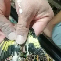 سهره جوجه نر