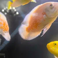 ماهی اسکار آلبینو