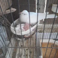 مرغ عشق عروس فنج کبوترنرگسی طوطی برزیلی با جوجه