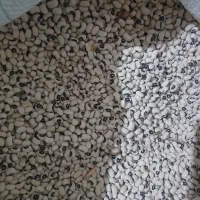 لوبیا عربی...چشم بلبلی