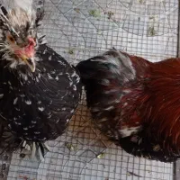 مرغ و خروس کوشین