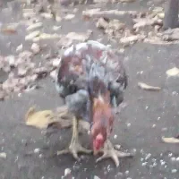 خروس لاری|حیوانات مزرعه|لوندویل, |دیوار