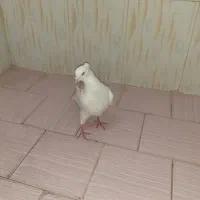 ۰۰۰۰۰۰۰۰۰۰۰۰۰۰۰۰