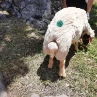 ورن،قوچ