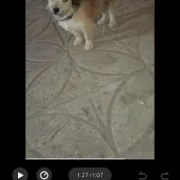 سگ‌ پا کوتاه نژاد دار ....نژاد تریر