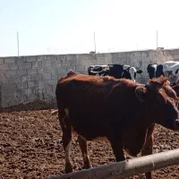 تلیسه زایده|حیوانات مزرعه|بجستان, |دیوار