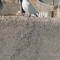 کفتربوم پرشی|پرنده|مشهد, صداقیه|دیوار