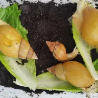 حلزون مولد و تخم حلزون