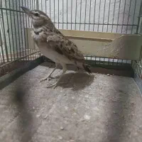 سهره خاکی امسال|پرنده|قم, قلعه عموحسین|دیوار