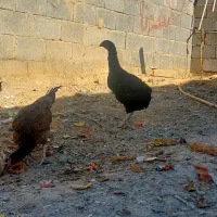 خروس ماکیان|حیوانات مزرعه|سراوان, |دیوار