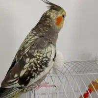 کمکم کنید سه عروس هلندی گم شدن هر کدوم5میلیون میدم