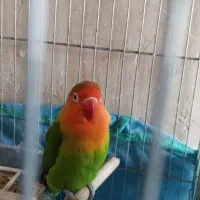 یک عدد کوتوله ماده تخم گذار بفروش میرسد