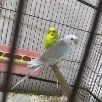 اسپانگل|پرنده|کارون, |دیوار