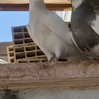 سلام جفت جوجه طوقی