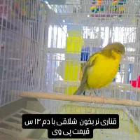 ۴قناری نر فر  ۵عالی مست بخون شلاقی|پرنده|طبس, |دیوار