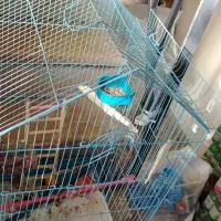 قفس بزرک طوطی سانان