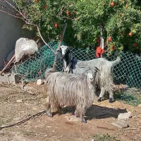 سه راس کلر بز ترکی آبستن|حیوانات مزرعه|شیراز, ارم|دیوار