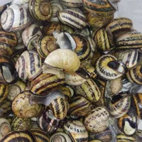 حلزون|خزنده|کرج, گلشهر|دیوار