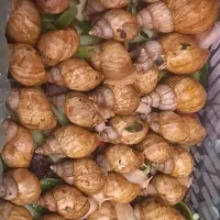 حلزون سوپر مولد کلاژن ساز