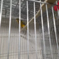 خرید فروش انواع پرنده زینتی|پرنده|سیرجان, |دیوار