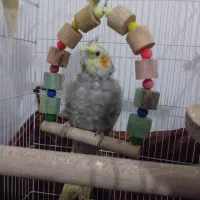 عروس نر و ماده|پرنده|لنگرود, |دیوار