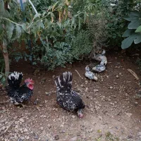 جوجه مرغ مینیاتوری (جاپانیز)|حیوانات مزرعه|هشتگرد, فاز ۲ مهستان|دیوار